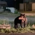 Legea care permite impucarea unui numr mai mare de uri susinut la Sibiu Primarul din Avrig Relocarea nu era o soluie