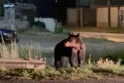 Legea care permite impucarea unui numr mai mare de uri susinut la Sibiu Primarul din Avrig Relocarea nu era o soluie