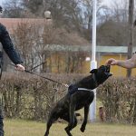 Locuitorii din zona Centrului Chinologic Sibiu deranjati de latratul cainilor au solicitat in instanta inchiderea acestuia