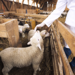 Locuri sigure pentru a cumpa carne de Paste in Sibiu lista abatoarelor autorizate