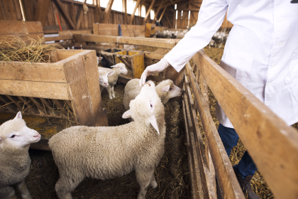 Locuri sigure pentru a cumpa carne de Paste in Sibiu lista abatoarelor autorizate