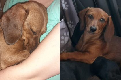 Mica a disparut stapana ofera o recompensa de 100 de euro