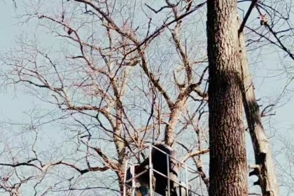 Muzeul ASTRA ingrijeste si organizeaza copacii de pe alai pentru siguranta vizitatorilor