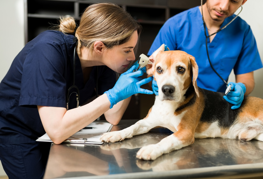 O tara europeana ofera concediu platit angajatilor care au un animal de companie bolnav