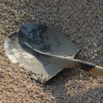 Poliist local amenintat cu o lopata la Dumbraveni care sunt consecintele pentru agresor