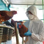 Primul caz uman de gripa aviara H9N2 din Europa confirmat in Italia