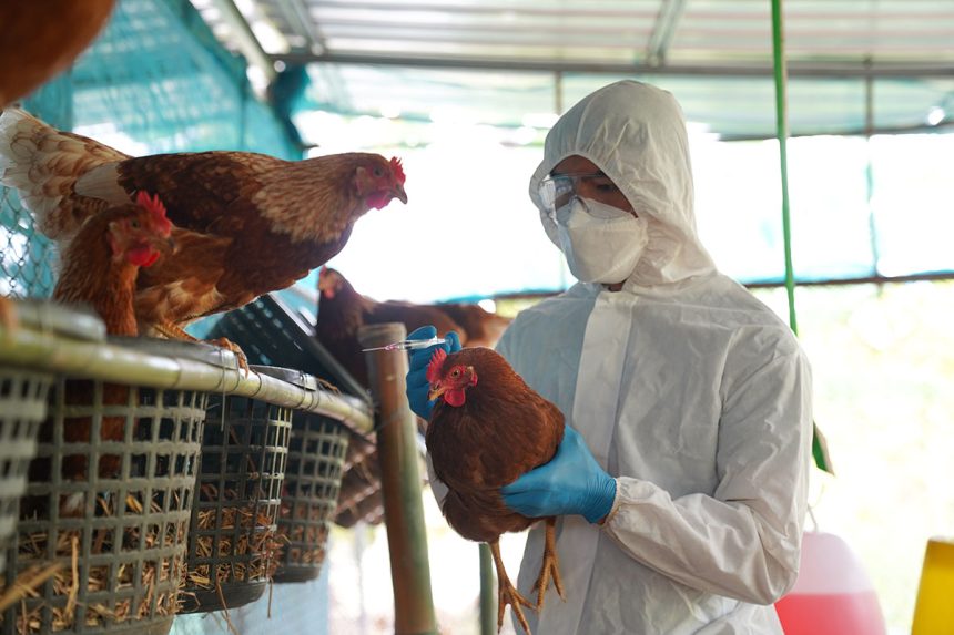 Primul caz uman de gripa aviara H9N2 din Europa confirmat in Italia