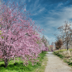 Prognoza vremii pentru primele doua saptamani din martie conditiile meteo variaza in functie de regiune