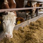 Revolutie in protectia animalelor in Europa microcipuri obligatorii pentru caini si pisici si reglementari stricte pentru transportul animalelor