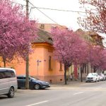 Spectacol de culoare la cativa pasi de centrul Sibiului Ciresii ornamentali au inflorit Vin sute de oameni sa faca poze