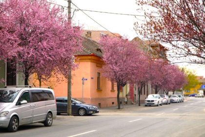 Spectacol de culoare la cativa pasi de centrul Sibiului Ciresii ornamentali au inflorit Vin sute de oameni sa faca poze