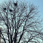 ciorile au invadat un alt parc din sibiu oamenii nu mai pot iesi la plimbare e plin