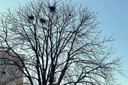 ciorile au invadat un alt parc din sibiu oamenii nu mai pot iesi la plimbare e plin