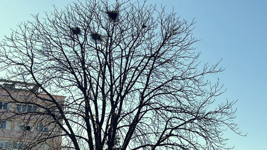 ciorile au invadat un alt parc din sibiu oamenii nu mai pot iesi la plimbare e plin