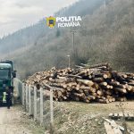 controale in gura raului si cristian 180 de metri cubi de lemn confiscat