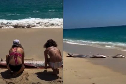 fenomen rar pestii apocalipsei au esuat pe o plaja iar turistii spun ca este un semn rau video
