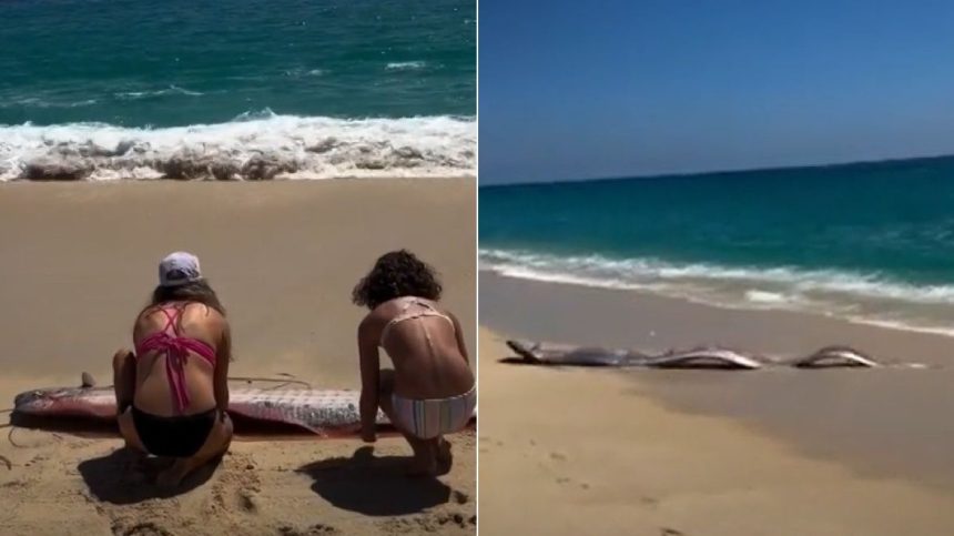 fenomen rar pestii apocalipsei au esuat pe o plaja iar turistii spun ca este un semn rau video