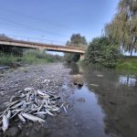 microplasticii pot fi gasiti si in pestii din raurile sibiului specialistii afirma ca somnul este cel mai afectat