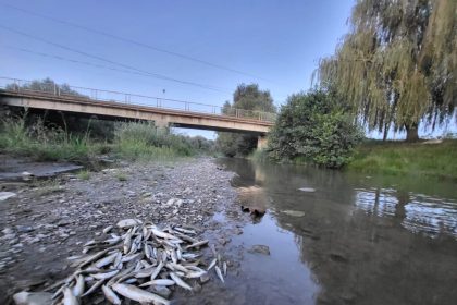 microplasticii pot fi gasiti si in pestii din raurile sibiului specialistii afirma ca somnul este cel mai afectat