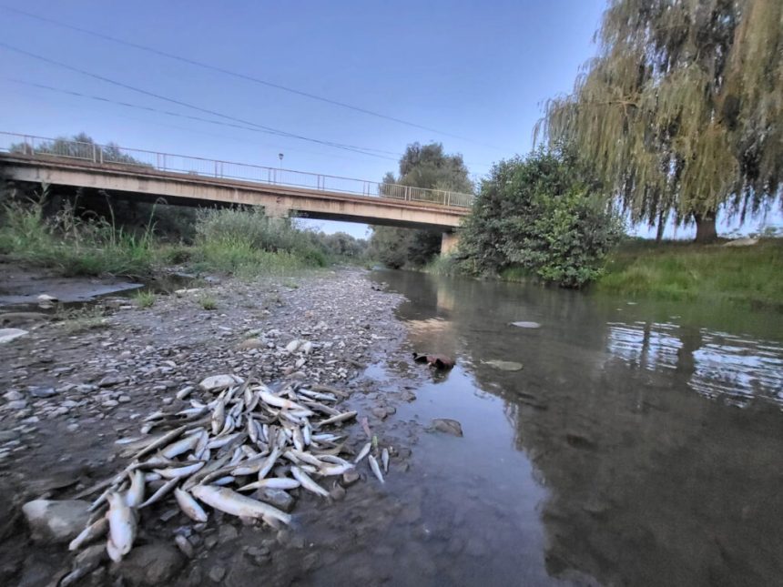 microplasticii pot fi gasiti si in pestii din raurile sibiului specialistii afirma ca somnul este cel mai afectat