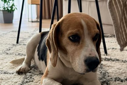 poveste cu un final fericit la sibiu catelul beagle gasit dintr un autobuz tursib revendicat de proprietari