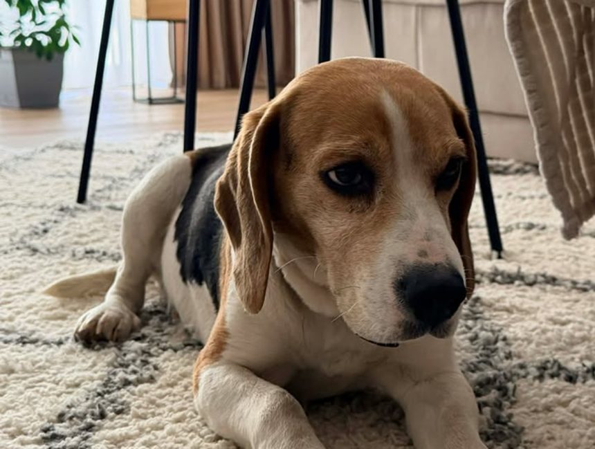 poveste cu un final fericit la sibiu catelul beagle gasit dintr un autobuz tursib revendicat de proprietari