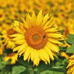 productia agricola vegetala din romania a crescut la toate culturile in 2025 suntem lideri in ue la floarea soarelui