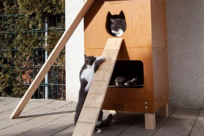 sibiu devine mai prietenos cu pisicile fara stapan voluntarii intentioneaza sa monteze inca 10 adaposturi