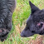 cruelitate greu de imaginat la tocile caini mutilati repetat de un localnic