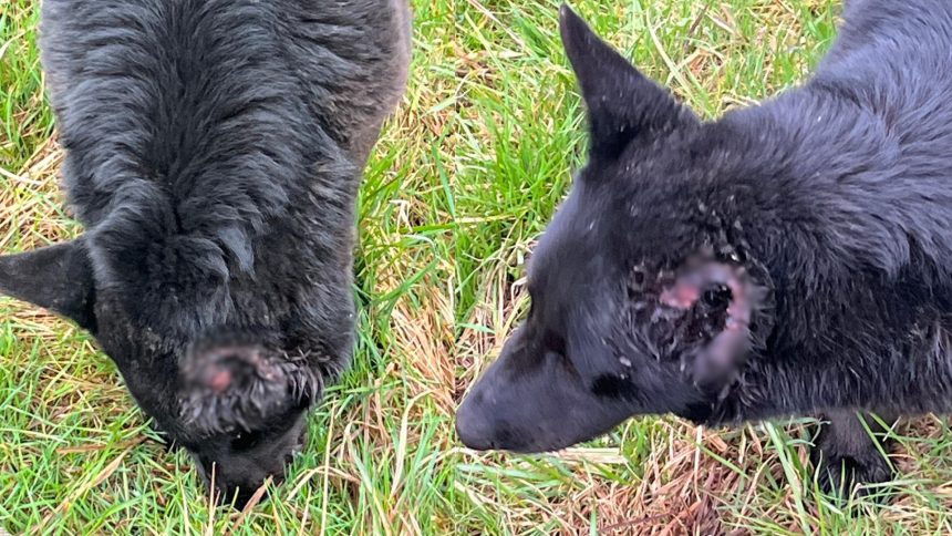 cruelitate greu de imaginat la tocile caini mutilati repetat de un localnic