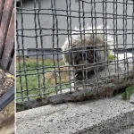 Animale abandonate zilnic, în timp ce oamenii caută doar animale de rasă