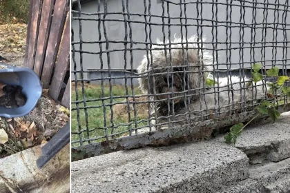 Animale abandonate zilnic, în timp ce oamenii caută doar animale de rasă
