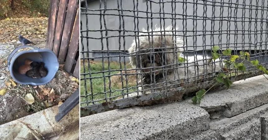 Animale abandonate zilnic, în timp ce oamenii caută doar animale de rasă