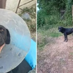 Câine salvat dintr-un laț. Are nevoie de 3.000 de lei: „Fapte care ne șochează”