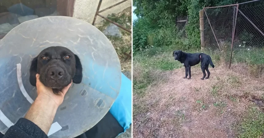 Câine salvat dintr-un laț. Are nevoie de 3.000 de lei: „Fapte care ne șochează”