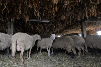 CE aprobă planul României pentru deblocarea exporturilor de ovine și caprine