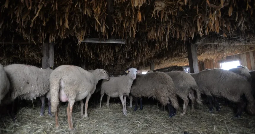 CE aprobă planul României pentru deblocarea exporturilor de ovine și caprine
