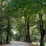 Certificat de urbanism eliberat pentru lucrările din Parcul Sub Arini