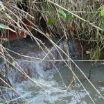 Conductă ascunsă deversează apă poluată în Cibin. Mizeria ajunge în Sibiu