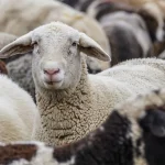Fonduri de până la 50.000 de euro pentru biosecuritate în fermele de ovine și caprine