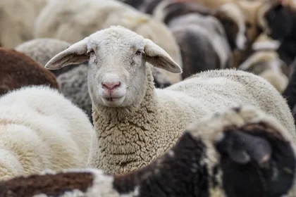 Fonduri de până la 50.000 de euro pentru biosecuritate în fermele de ovine și caprine