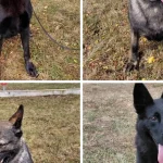 Patru câini pensionați de la Centrul Chinologic Sibiu își caută o familie iubitoare