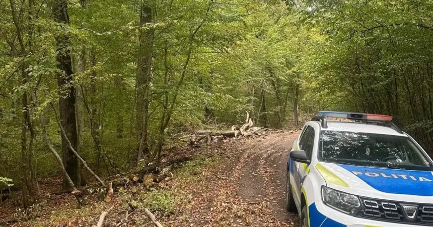 Percheziții în Nou: bărbat reținut pentru tăierea ilegală a 21 de arbori