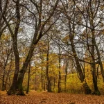 ULBS pregătește documentația pentru fonduri europene pentru 2.000 ha de pădure