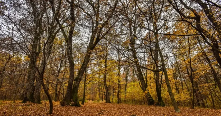 ULBS pregătește documentația pentru fonduri europene pentru 2.000 ha de pădure