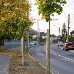 150 de arbori plantați în Mediaș în campania de toamnă pentru un oraș mai verde