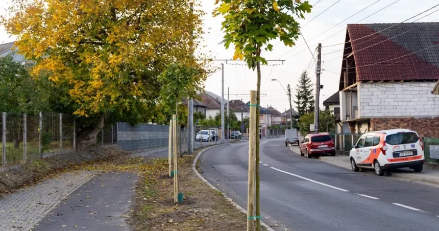 150 de arbori plantați în Mediaș în campania de toamnă pentru un oraș mai verde