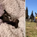 Animale salvate: șapte povești cu final fericit și o a doua șansă la iubire
