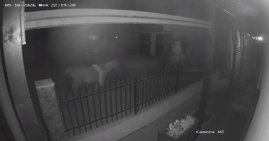 Cai de până la 15.000 de euro, furați călare de la Zorabia