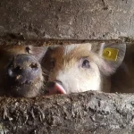 Focar de pestă porcină la Veseud. Zeci de localități din jur, sub restricții
